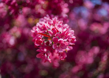 Close-up of pink flowering plant