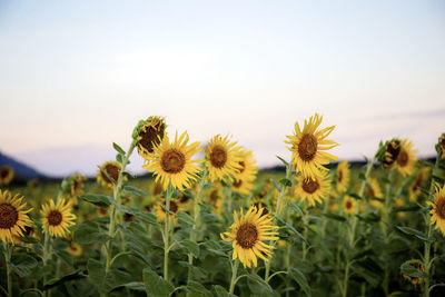 Close-up of sunflower on field against sky