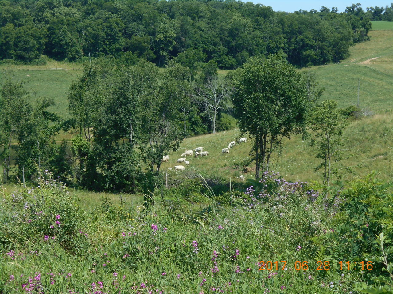 SCENIC VIEW OF GREEN FIELD