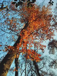Low angle view of tree