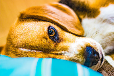 Close-up of a dog looking away