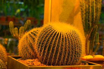 Close-up of cactus