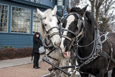 Close-up of horse