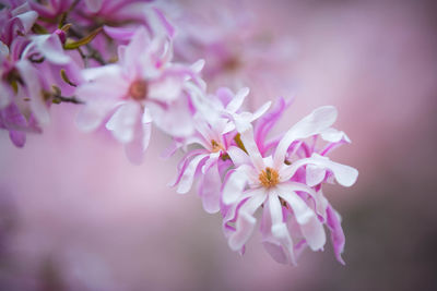 Close-up of pink cherry blossom