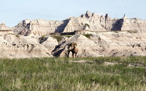 View of sheep on rock