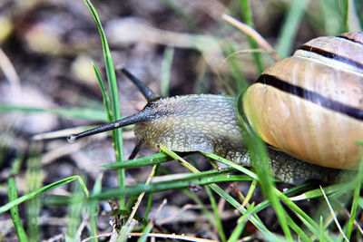 Close-up of insect on plant