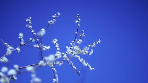 Low angle view of flowering plant against blue sky