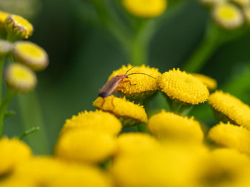 Close-up of insect on yellow flower