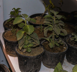 High angle view of potted plants