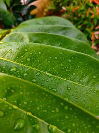 Close-up of wet leaves