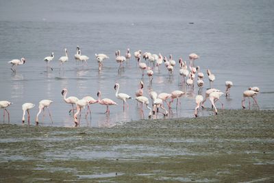 Lesser flamingos in sewri mud-flat, mumbai, india