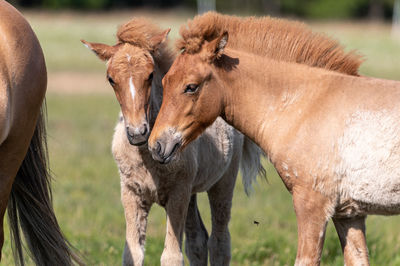 Horses in a field