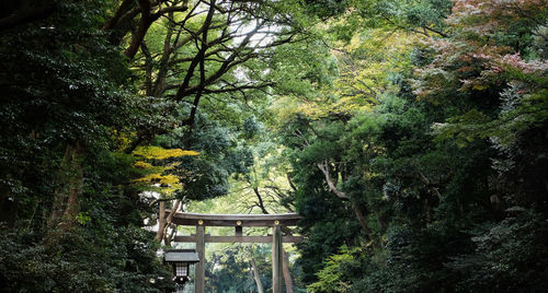 Gazebo amidst trees in forest