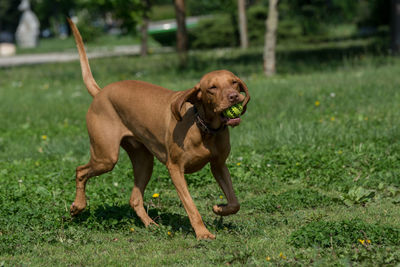 Vizsla with ball in mouth running on grassy field