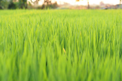 Close-up of crop in field