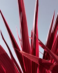 Low angle view of wheat