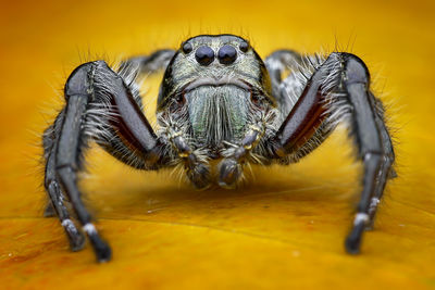 Close-up of spider