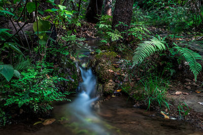 View of waterfall in forest