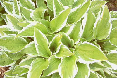 Close-up of green plant