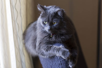 Side lit horizontal portrait of silver-grey pensive looking adult cat draped over an armchair back 