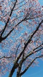 Low angle view of tree against sky