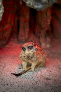 Meerkat sits under a warming lamp