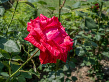 Close-up of red hibiscus blooming outdoors