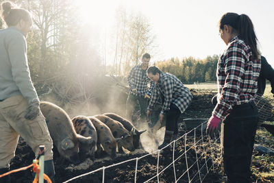 Multi-ethnic male and female farmers feeding pigs at organic farm