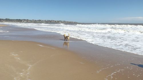 Scenic view of beach against clear sky