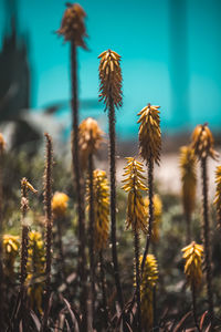 Close-up of stalks on field against sky