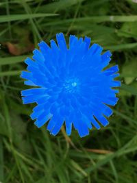 Close-up of flower