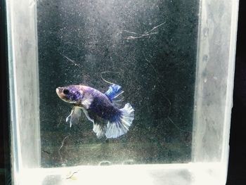 Close-up of fish swimming in glass window