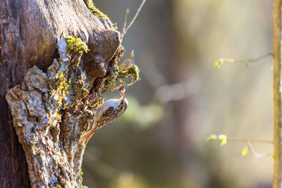 Treecreeper on a tree trunk in sunlight