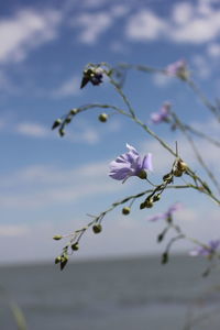 Close-up of purple flowering plant against sky