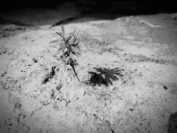 High angle view of spider on sand