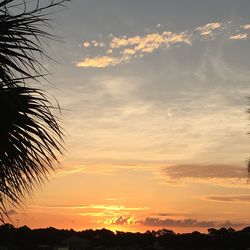 Silhouette of trees at sunset