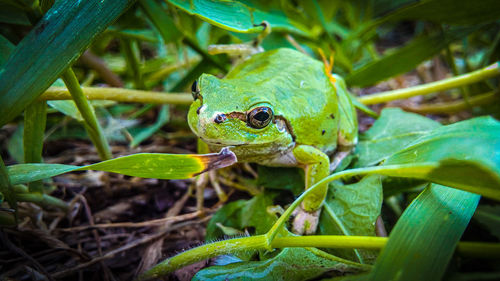 Close-up of frog on leaf