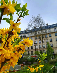 Close-up of yellow flowering plant against sky