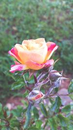 Close-up of flower