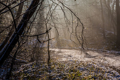 Bare trees in forest during winter