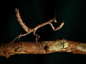 Close-up of lizard on branch at night