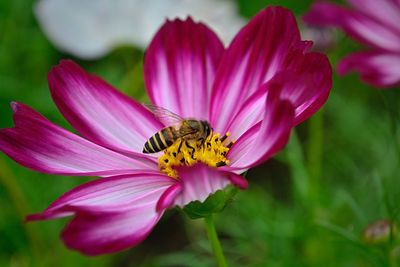 Close-up of honey bee on pink cosmos flower