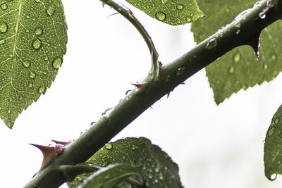 Close-up of wet plant leaves during rainy season