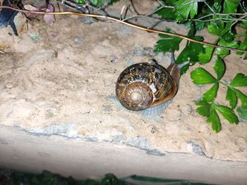 Close-up of snail on rock