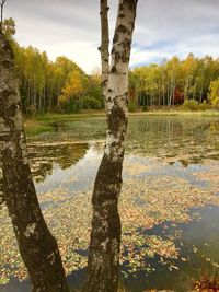 Reflection of trees in lake against sky