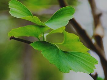 Close-up of plant