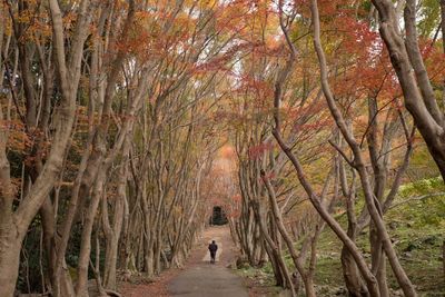 Footpath passing through forest