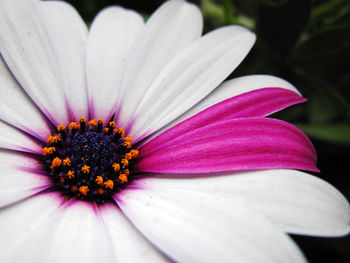 Close-up of pink flower