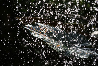 Close-up of water drops on white background