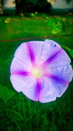 Close-up of pink flower